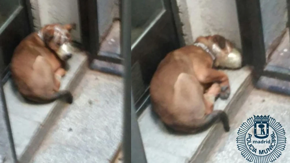 Perro con el hocico atado en un municipio de Madrid