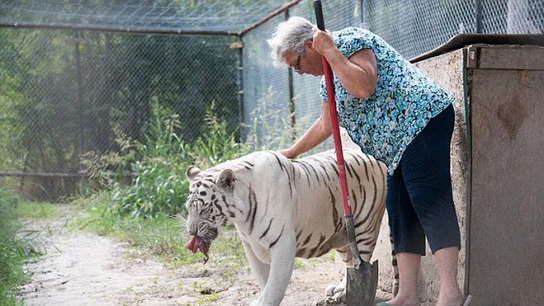 Un tigre vive en el jardín de una anciana en Texas Un tigre vive en el jardín de una anciana en Texas