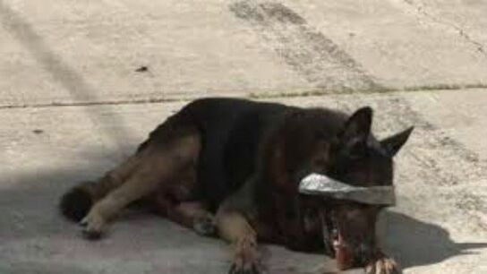 Imagen del pastor alem&aacute;n abandonado 