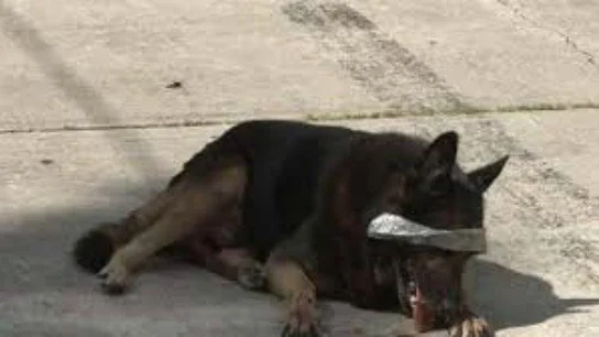 Imagen del pastor alemán abandonado Imagen del pastor alemán abandonado