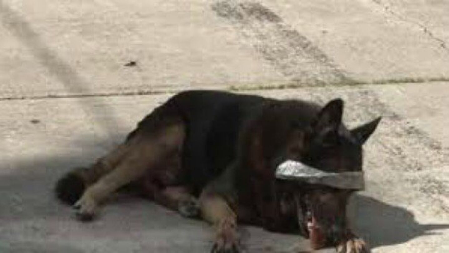 Imagen del pastor alem&aacute;n abandonado 