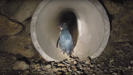 Paso subterr&aacute;neo para ping&uuml;inos
