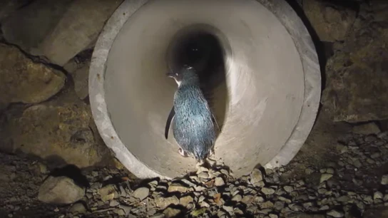Paso subterráneo para pingüinos Paso subterráneo para pingüinos