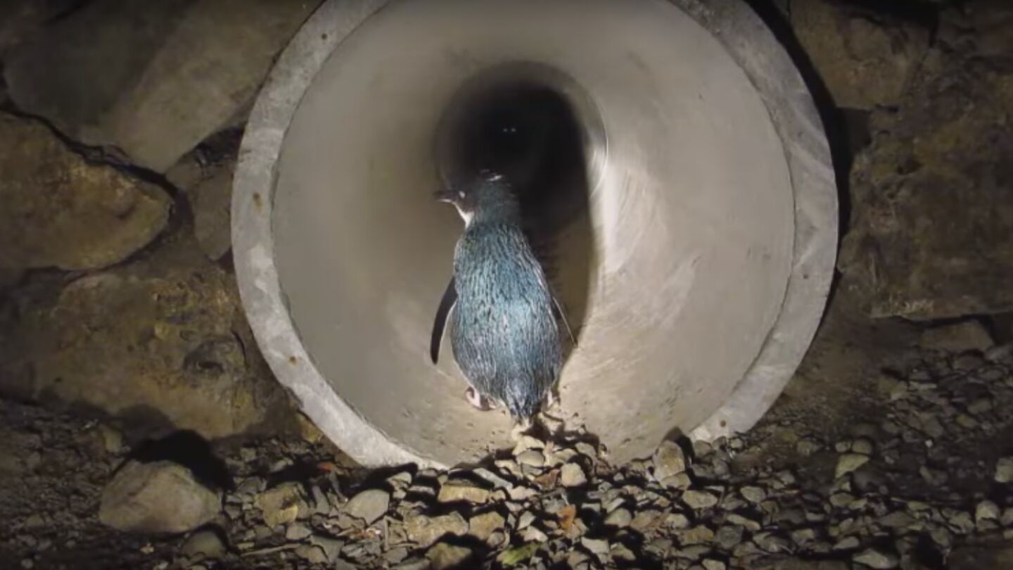 Paso subterr&aacute;neo para ping&uuml;inos