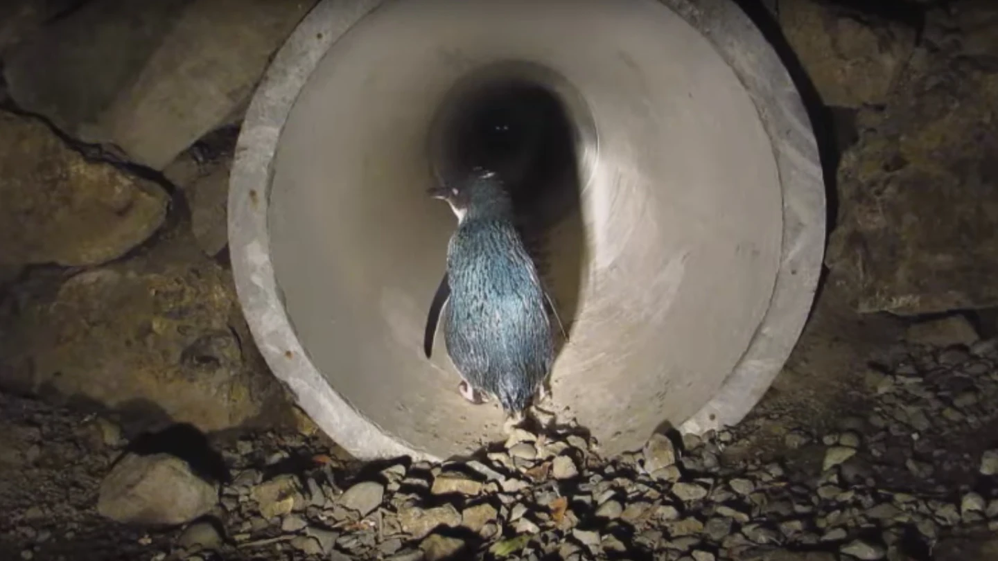 Paso subterráneo para pingüinos Paso subterráneo para pingüinos