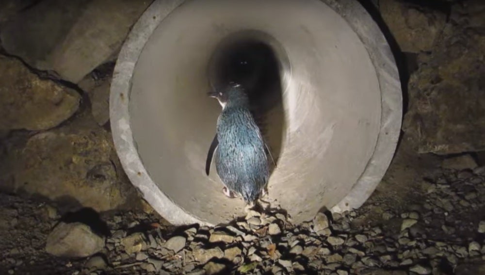Paso subterráneo para pingüinos