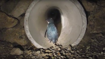 Paso subterráneo para pingüinos