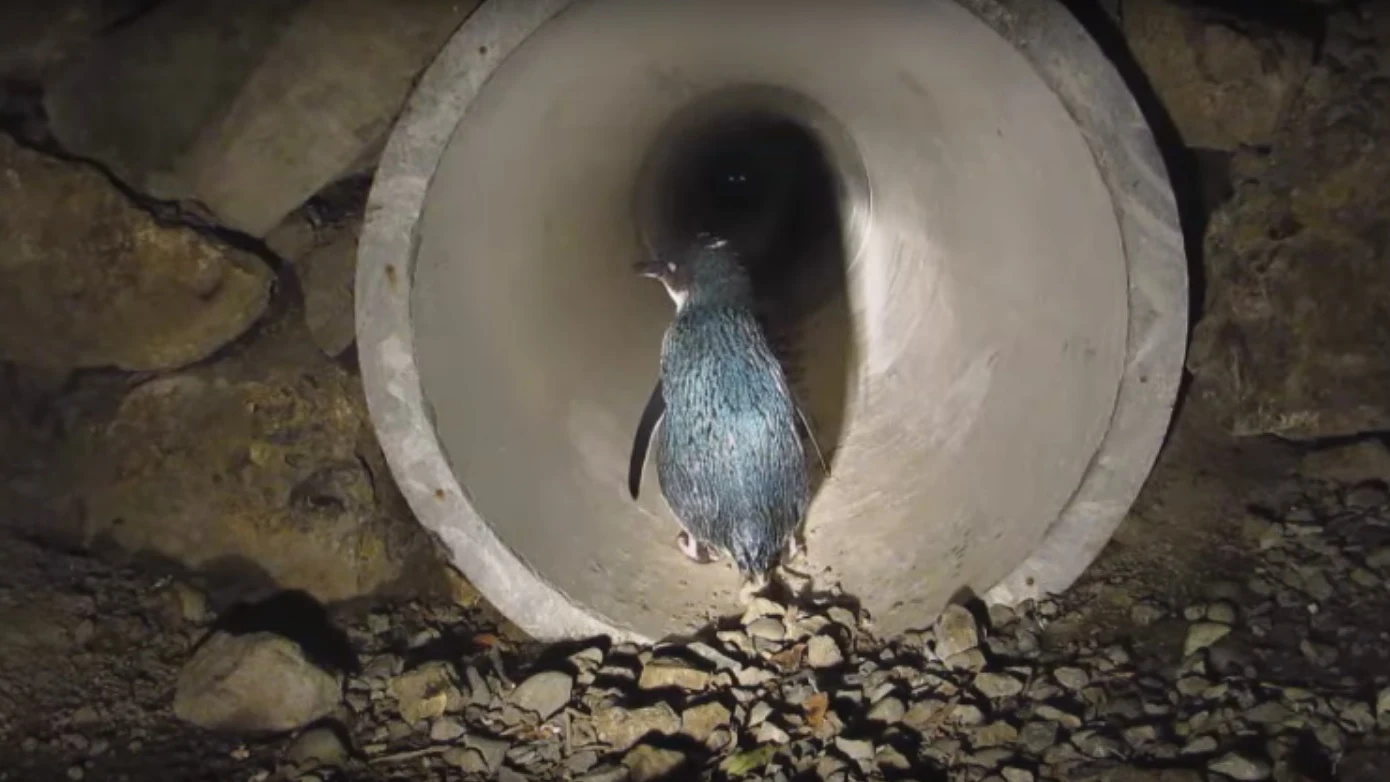Paso subterr&aacute;neo para ping&uuml;inos