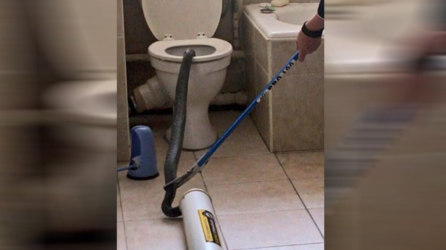 Momento en el que sacaron una enorme cobra de un v&aacute;ter en Sud&aacute;frica