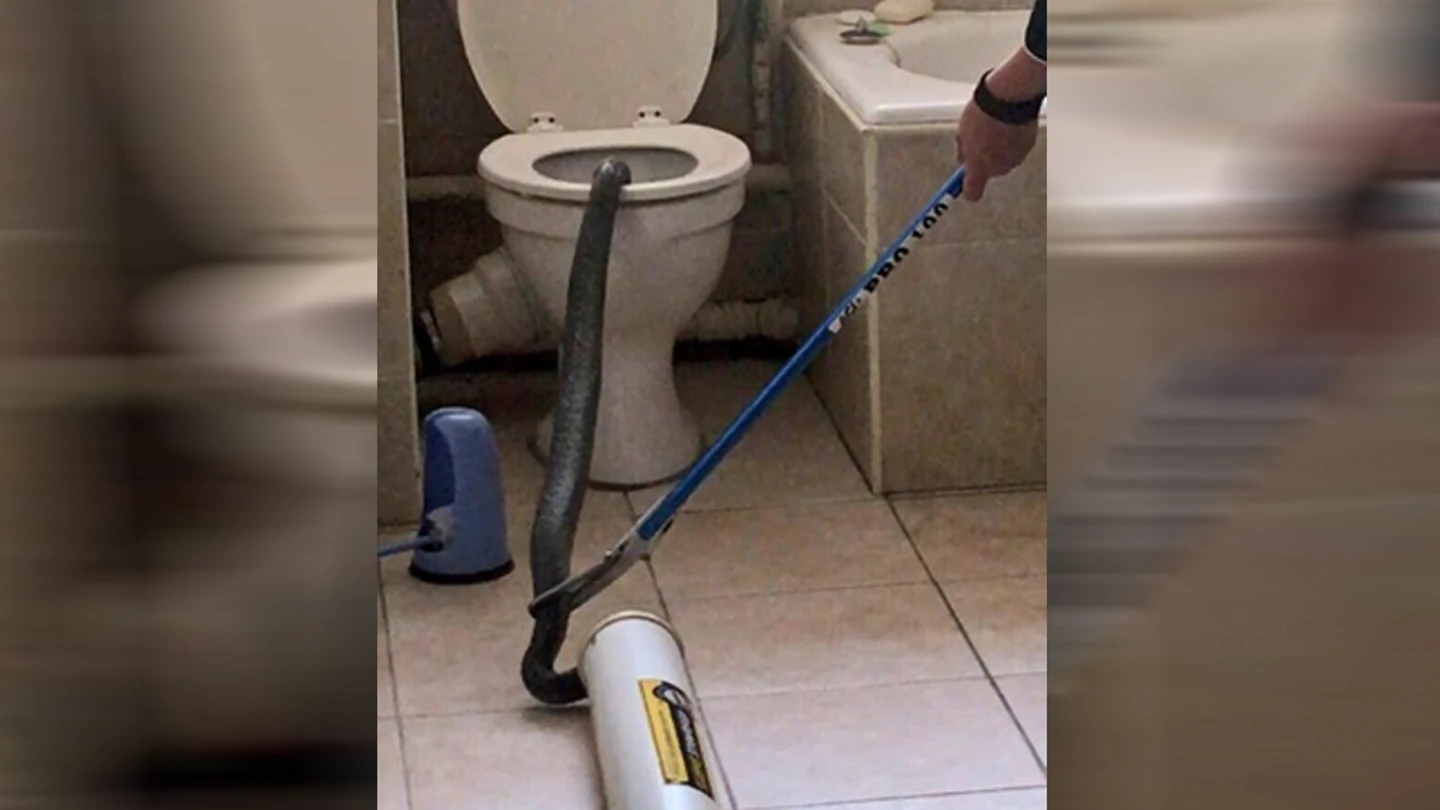 Momento en el que sacaron una enorme cobra de un váter en Sudáfrica Momento en el que sacaron una enorme cobra de un váter en Sudáfrica