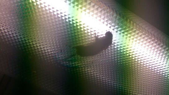 Imagen de la rata muerta