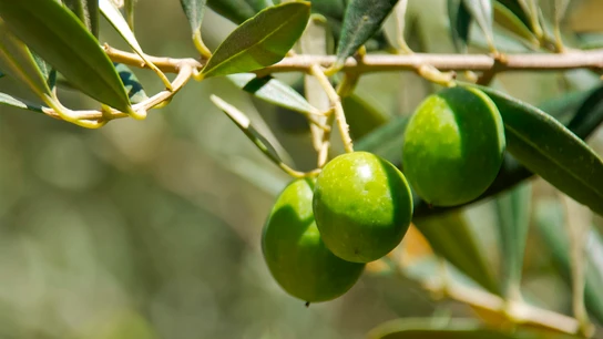 Imagen de varias aceitunas en las ramas de un olivo Imagen de varias aceitunas en las ramas de un olivo