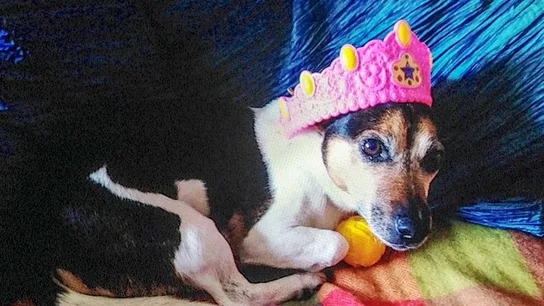 Sid, el perro apaleado Sid, el perro apaleado