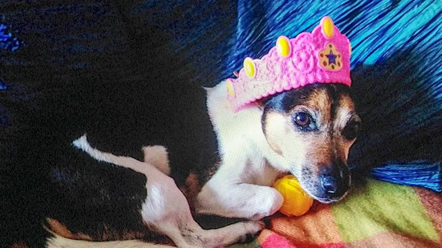 Sid, el perro apaleado Sid, el perro apaleado