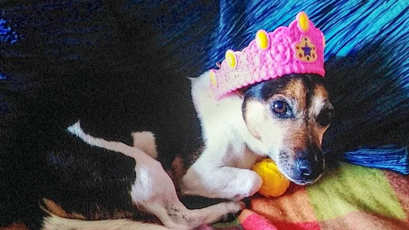 Sid, el perro apaleado