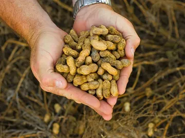 Un puñado de cacahuetes puede calentarnos. Un puñado de cacahuetes puede calentarnos.