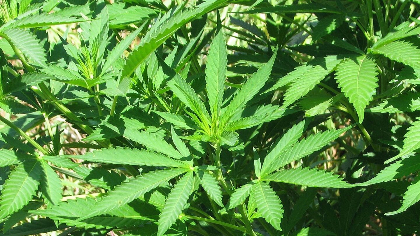 Planta de marihuana