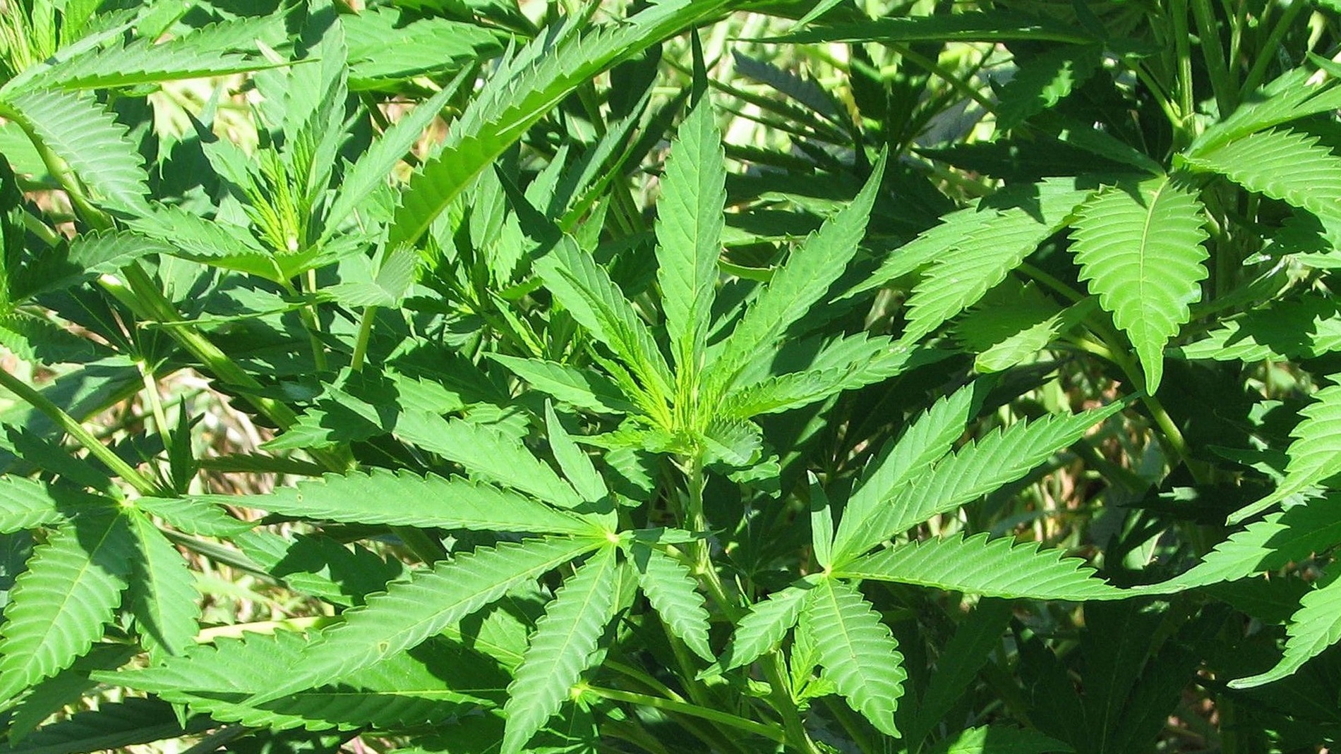 Planta de marihuana