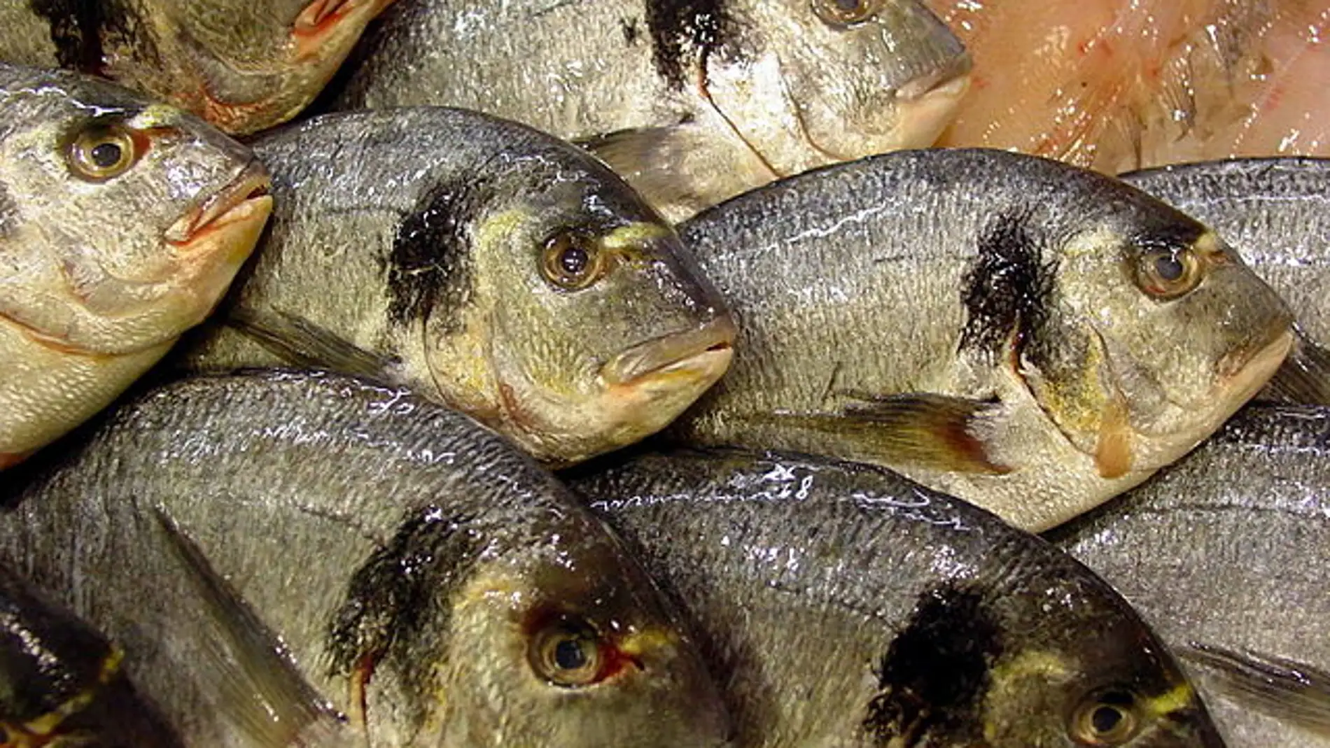 Identificados los virus que provocan linfocistis en peces