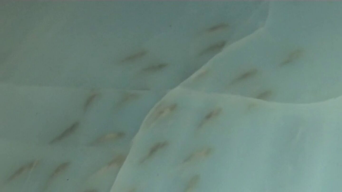 Frame 34.388336 de: Pol&eacute;mica en Jap&oacute;n por usar peces muertos para crear formas bajo la capa de hielo de una pista de patinaje