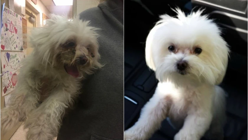 El antes y el despu&eacute;s de Bella