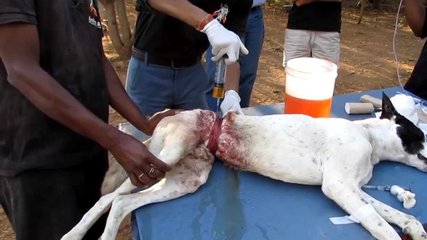 Ben, el perro al que un alambre estuvo a punto de cortarle en dos Ben, el perro al que un alambre estuvo a punto de cortarle en dos
