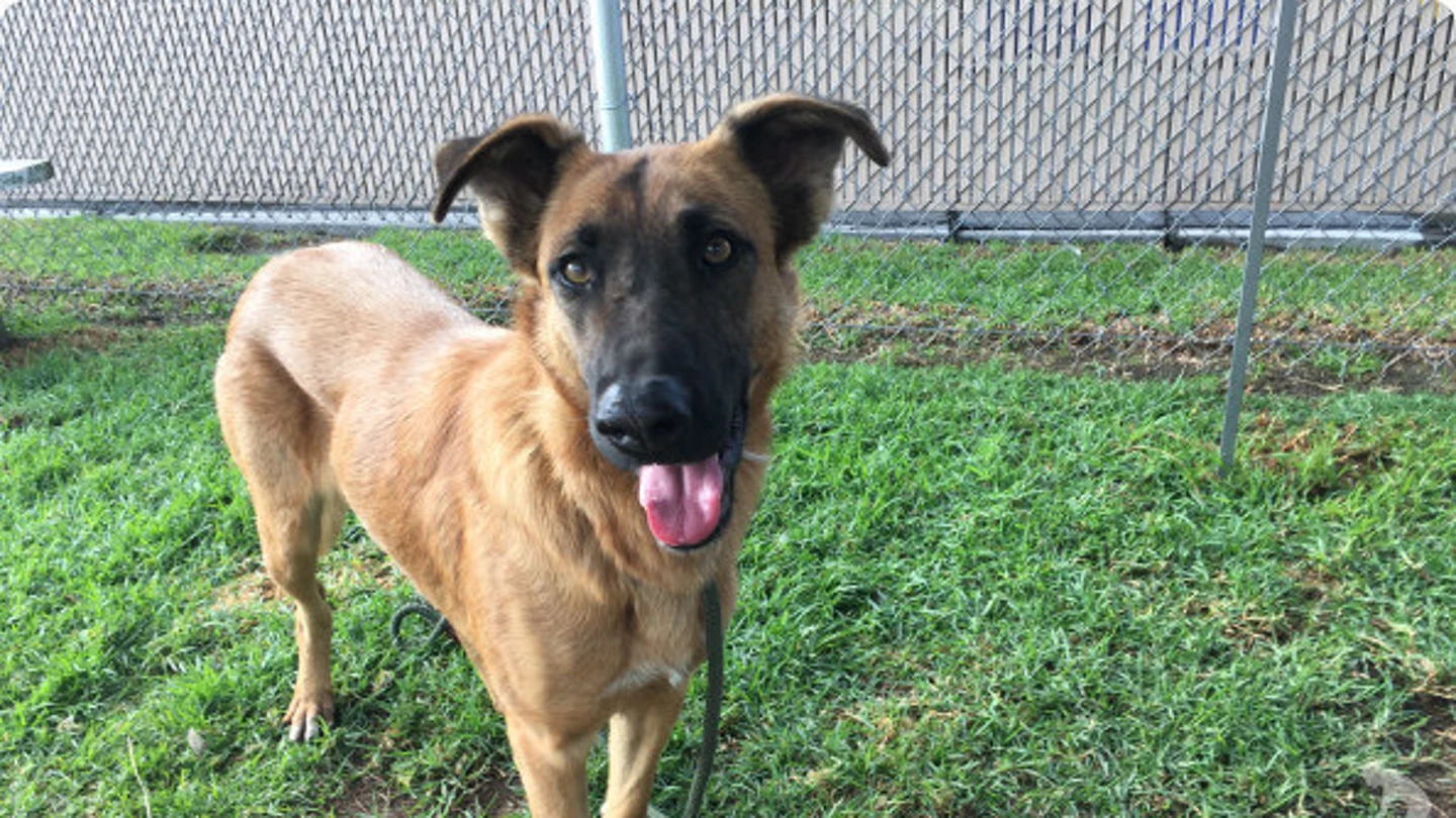 Zuzu, la perra abandonada Zuzu, la perra abandonada