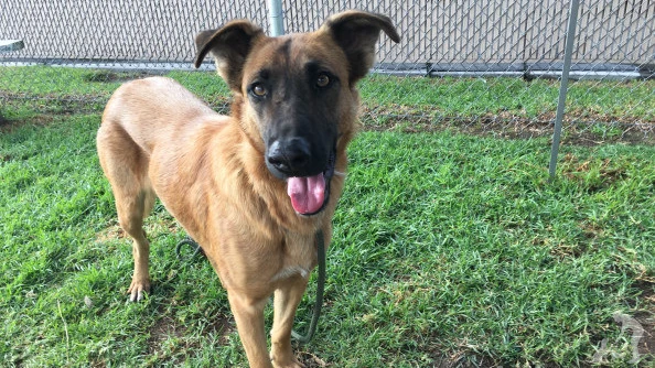 Zuzu, la perra abandonada Zuzu, la perra abandonada