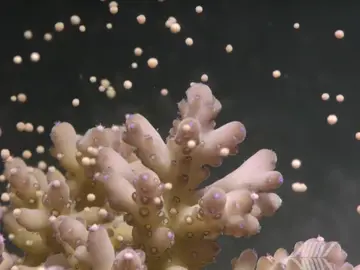 Desove en la Gran Barrera de Coral Desove en la Gran Barrera de Coral