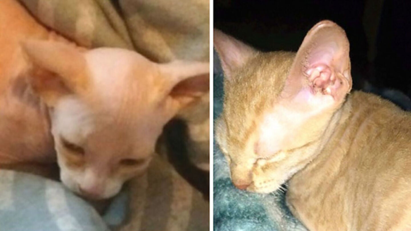 El gato que vendieron a la joven