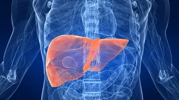Enfermedades que pueden afectar al hígado Enfermedades que pueden afectar al hígado