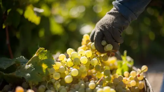 Una cosecha de uvas Cosecha de uvas