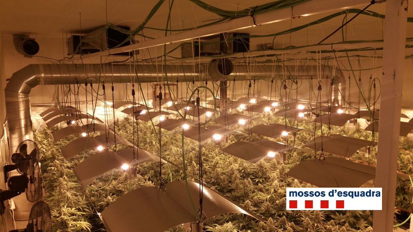 Plantaci&oacute;n de marihuana