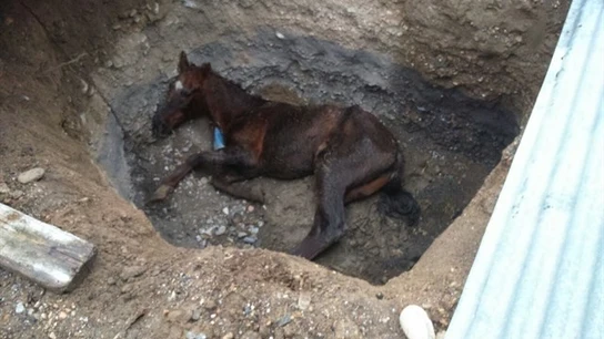 Investigan a un concejal de Rioja (Almería) tras aparecer su caballo en una zanja Investigan a un concejal de Rioja (Almería) tras aparecer su caballo en una zanja