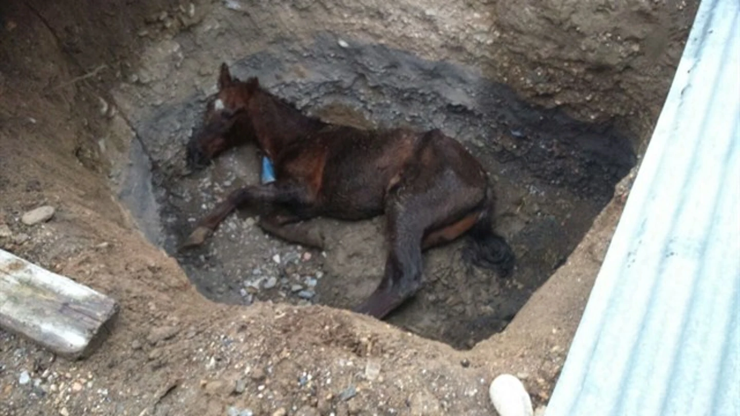 Investigan a un concejal de Rioja (Almería) tras aparecer su caballo en una zanja Investigan a un concejal de Rioja (Almería) tras aparecer su caballo en una zanja