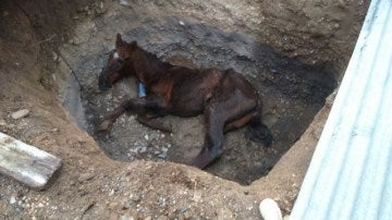 Investigan a un concejal de Rioja (Almería) tras aparecer su caballo en una zanja