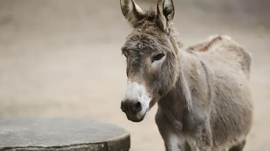 Un burro El burro tenía la rabia