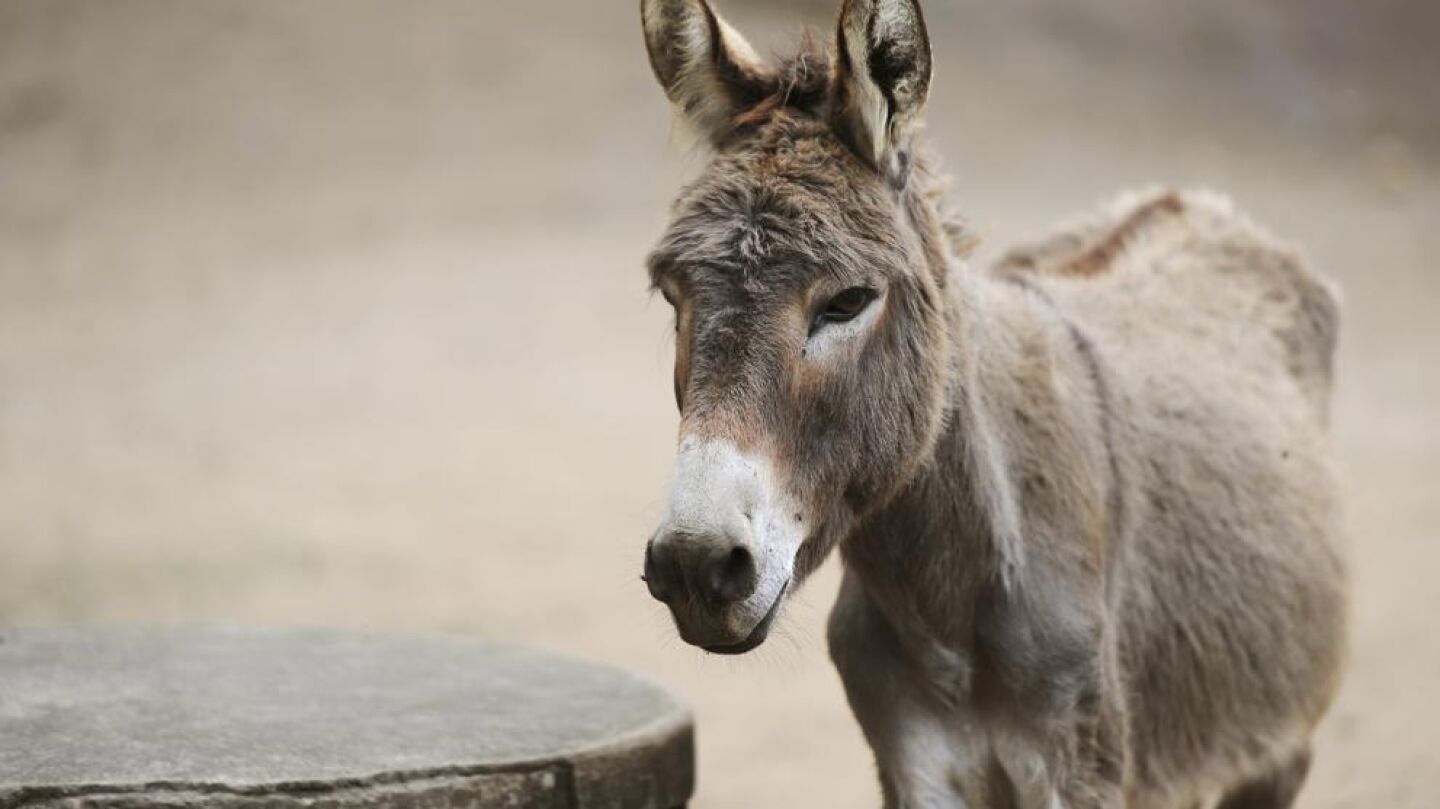 El burro ten&iacute;a la rabia