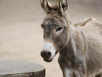 Un burro Un burro