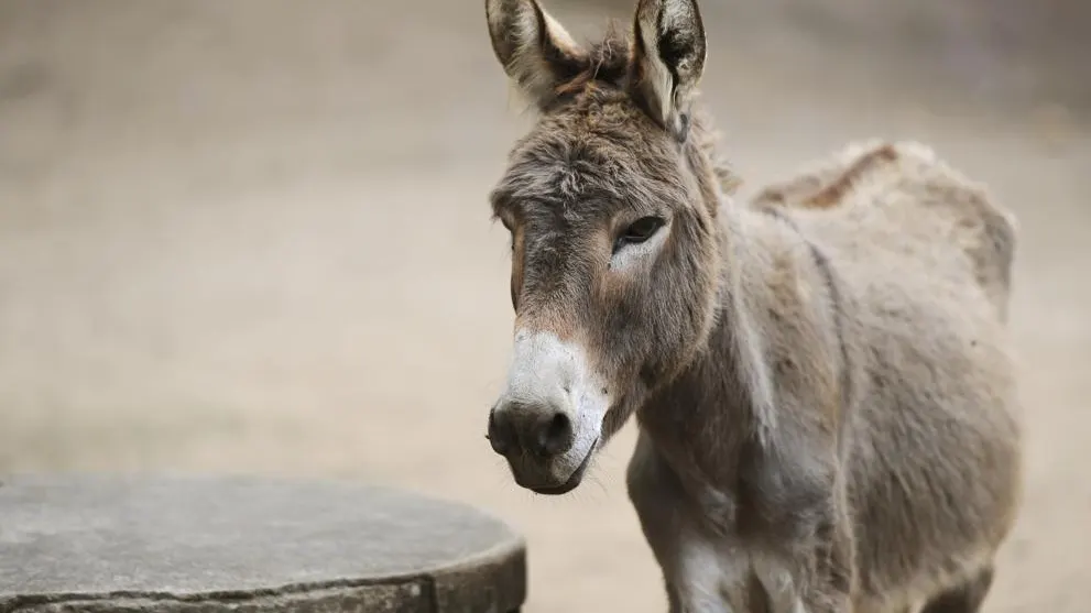 El burro tenía la rabia