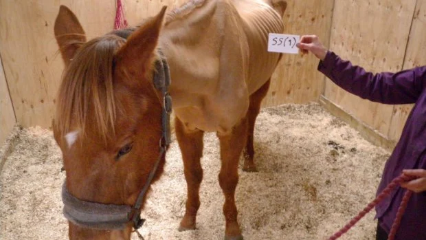 Imagen del animal donde se le marcan los huesos