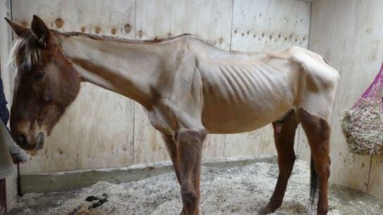 El caballo est&aacute; siendo cuidado por un nuevo propietario