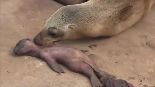 Frame 29.184179 de: El desgarrador llanto de una leona marina sobre el cadáver de su cría Frame 29.184179 de: El desgarrador llanto de una leona marina sobre el cadáver de su cría