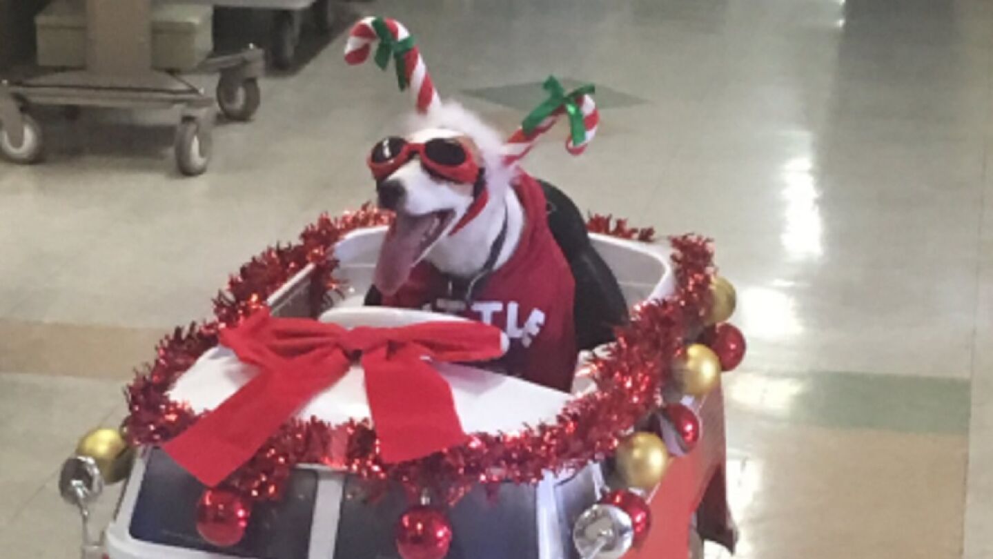 El perro recorriendo los pasillos del hospital