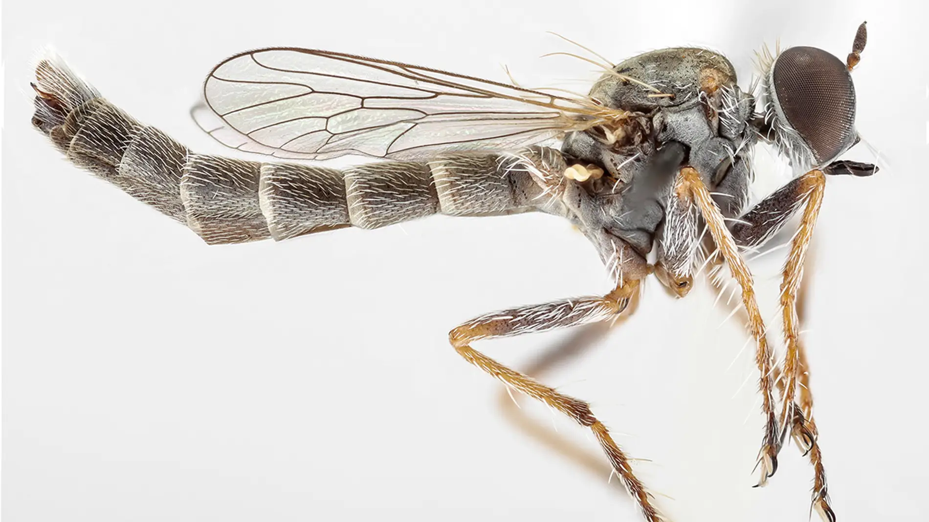 Mosca asesina