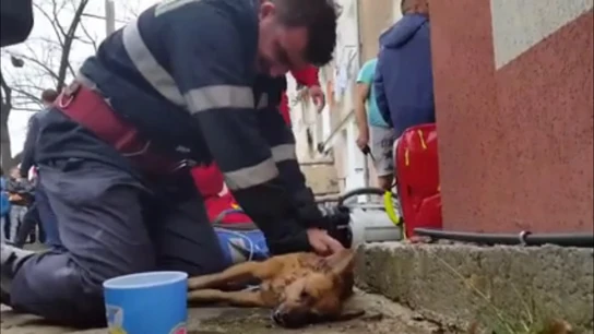 El bombero rumano reanimando al perro El bombero rumano reanimando al perro