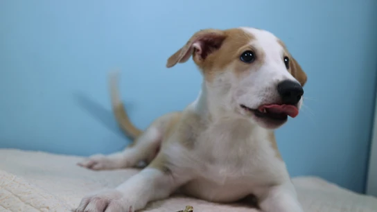 Perro Perro