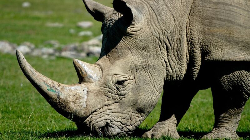 Estos animales están en peligro de extinción debido a las supersticiones