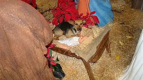 El cachorro de Pastor Alemán acurrucado en el Belén El cachorro de Pastor Alemán acurrucado en el Belén