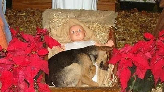 La imagen del cachorro junto al pesebre de paja del Belén La imagen del cachorro junto al pesebre de paja del Belén